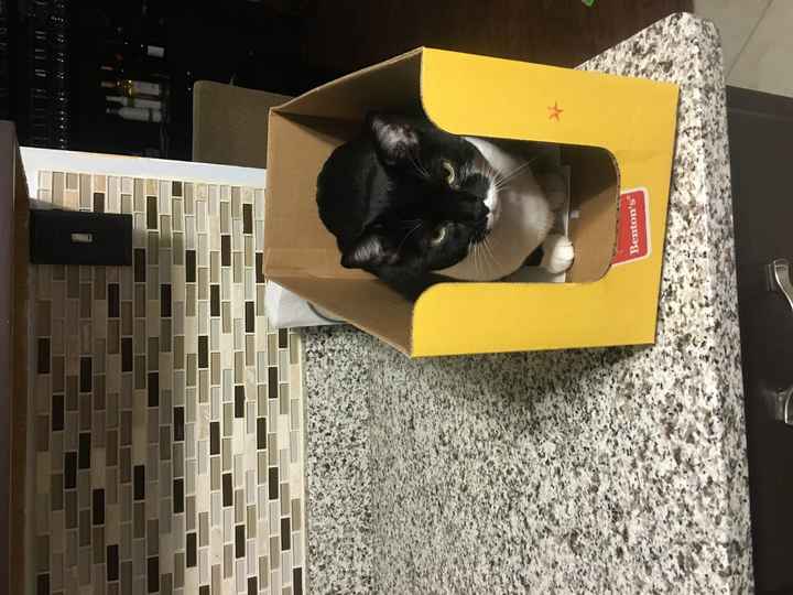 NWR: Name a weird/funny thing your pets do