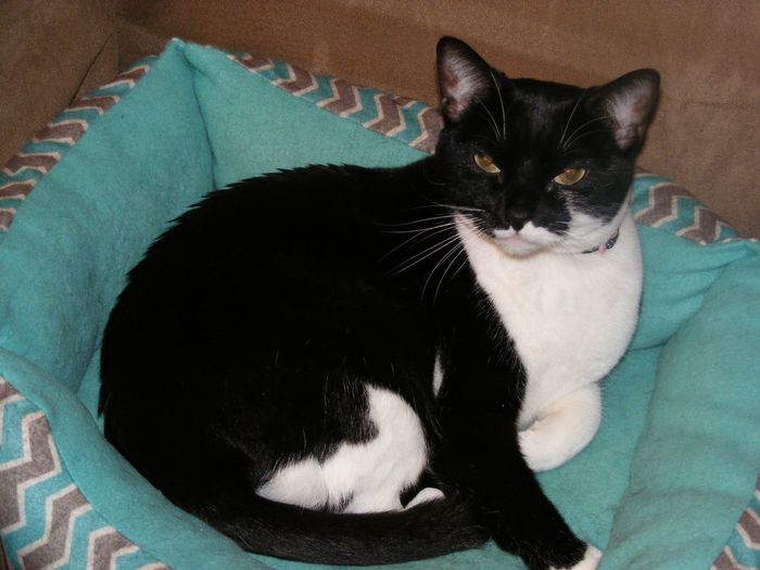 NWR: Lets talk pets.