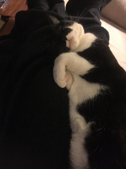 Show off your fur babies!
