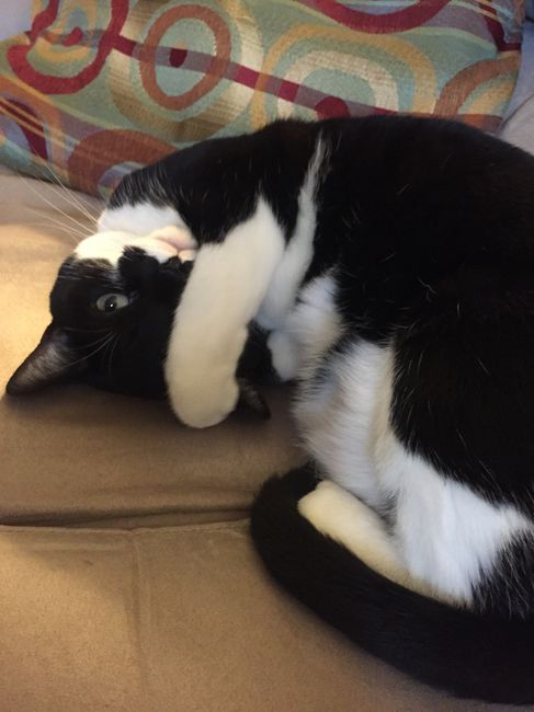 NWR- pets! We love them show me yours :)