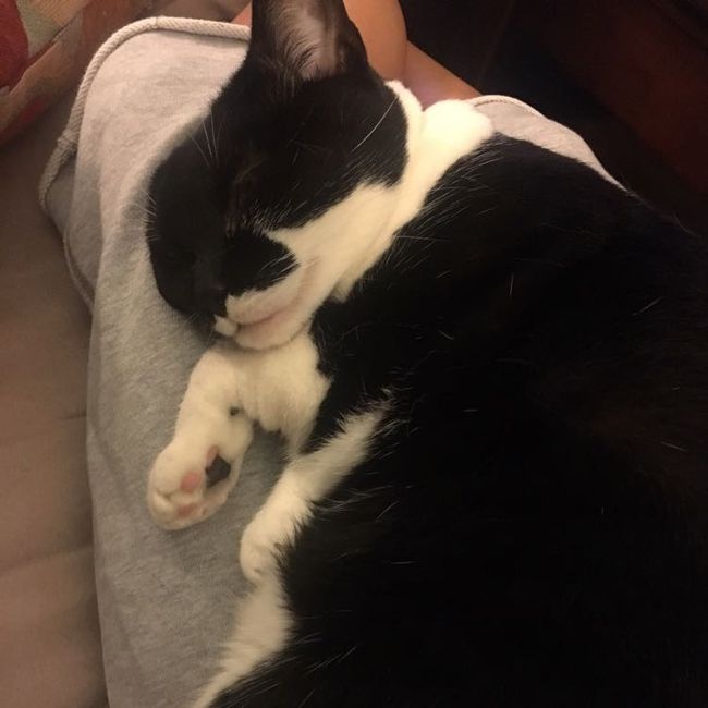 NWR: Tomorrow is National Cat Day!