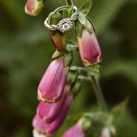 Show me your bling 💍 - 2