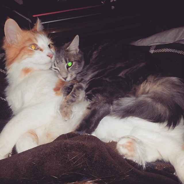 Its Fursday! Show me your furbabies! :)