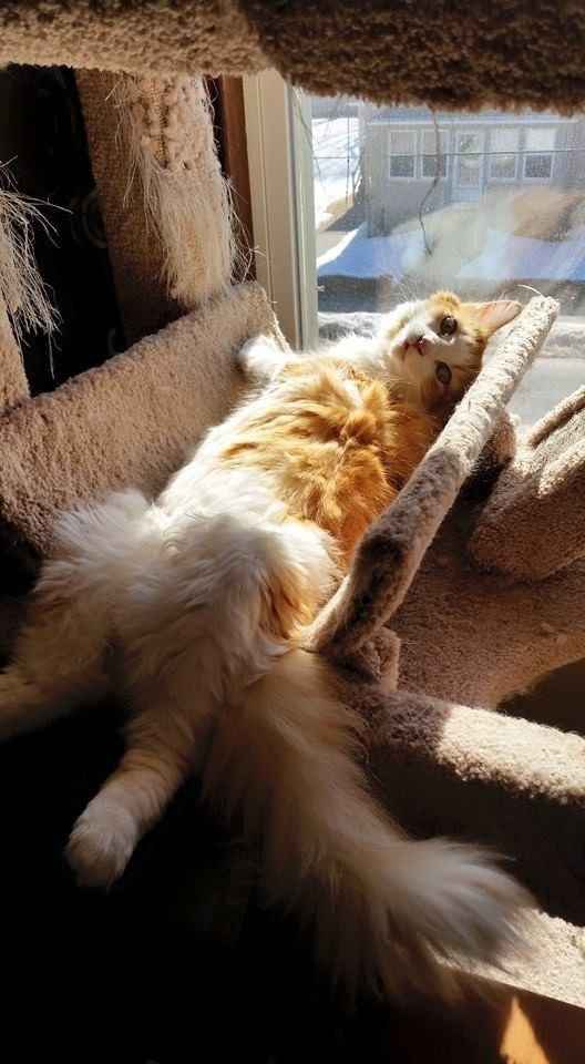 NWR: Happy Furry Fursday, let's see them fur babies!