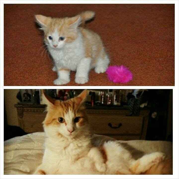 NWR: Happy Furry Fursday, let's see them fur babies!