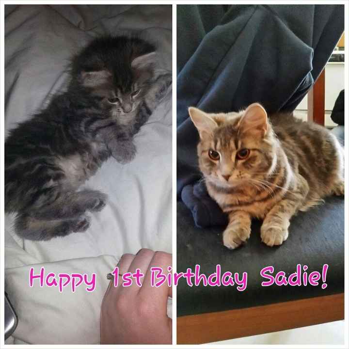 NWR: Happy Furry Fursday, let's see them fur babies!