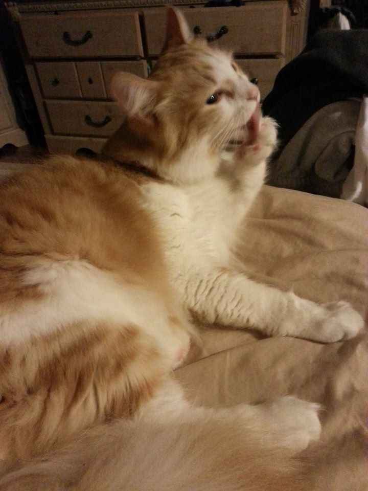 NWR: Happy Furry Fursday, let's see them fur babies!