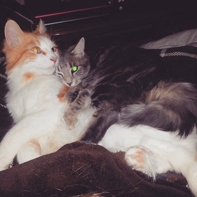 Its Fursday! Show me your furbabies! :)