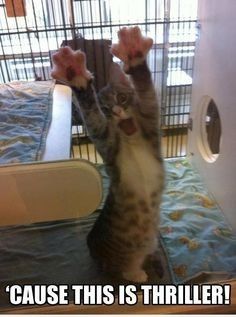 NWR - Cat meme thread!