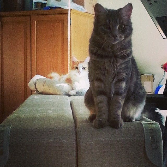 Spinoff - Cat wedding!