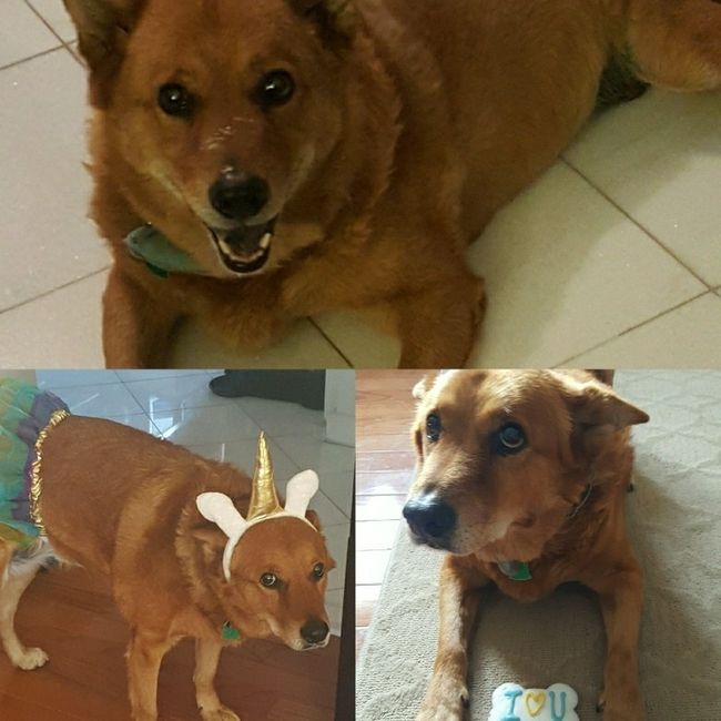 Furbabies?(non wedding post)