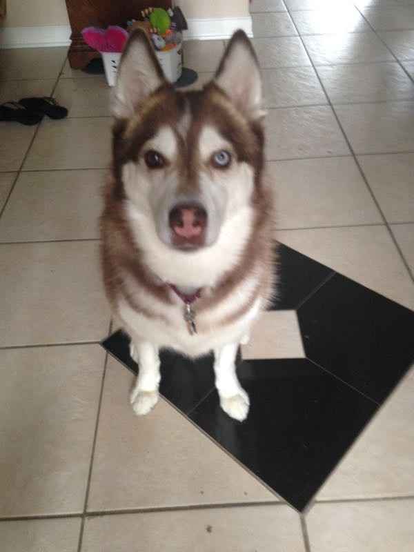 NWR- Does anybody want a dog?