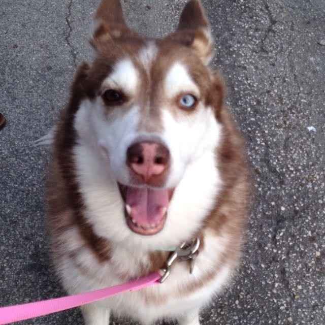 NATIONAL PUPPY DAY