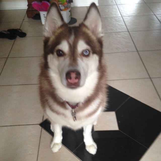 NWR: wolf mix pups??