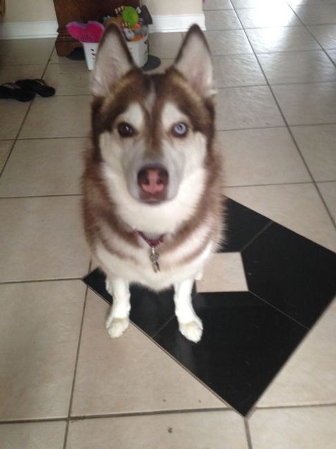 NWR- Does anybody want a dog?