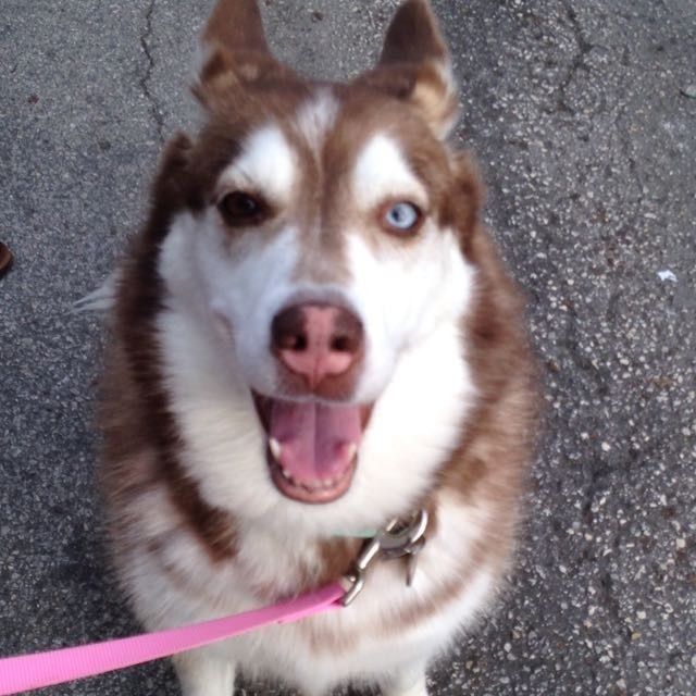 NATIONAL PUPPY DAY