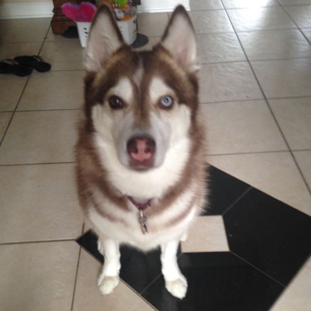 NWR: wolf mix pups??