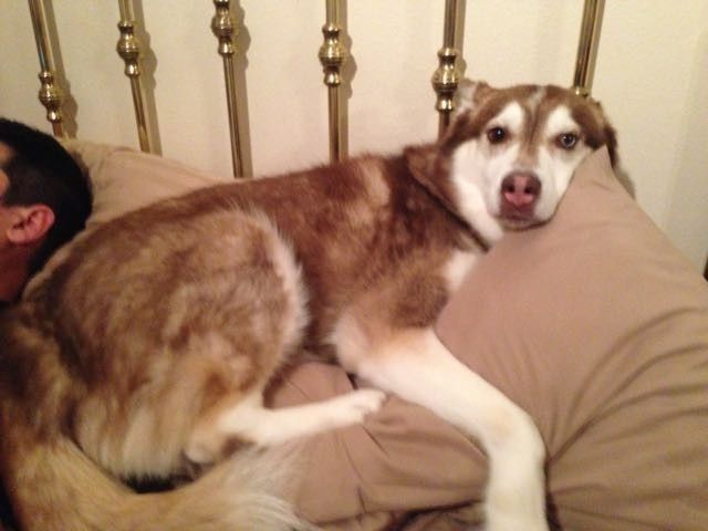NWR - Pet pictures