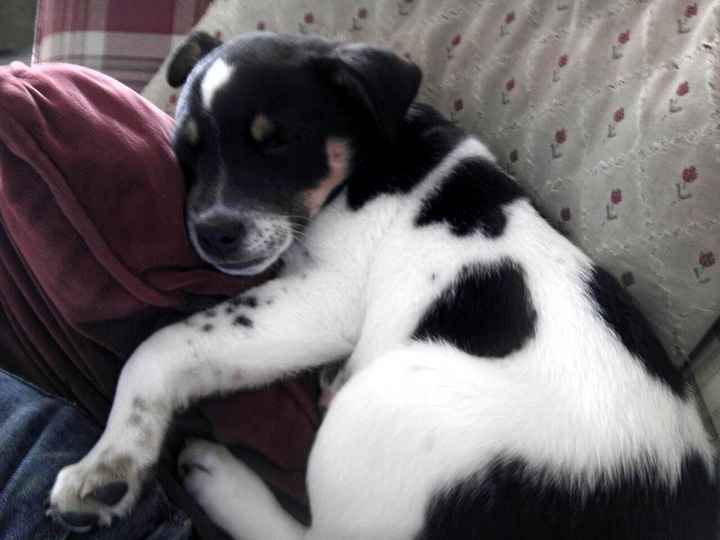 We havent had a pet post in a minute.