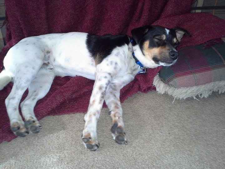 We havent had a pet post in a minute.