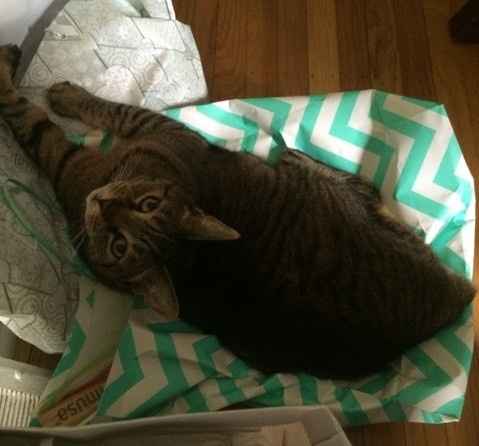 FUR BABIES!