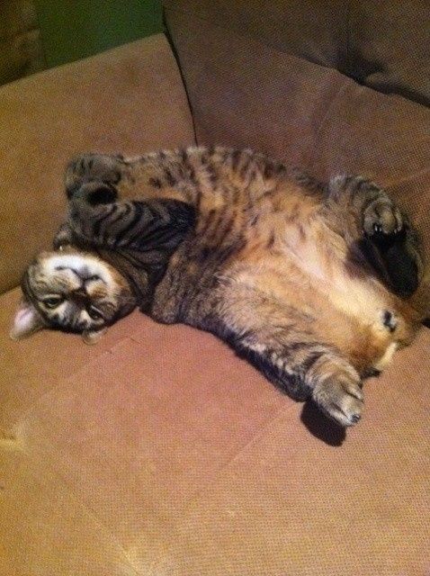 NWR: Pet Post