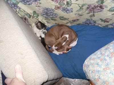 Show us your pets!
