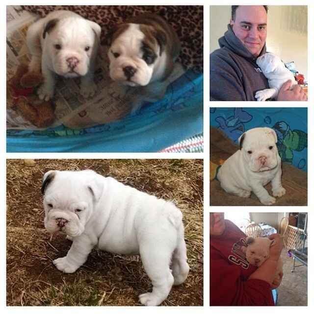 your fur babies baby pics- share'em if you got'em