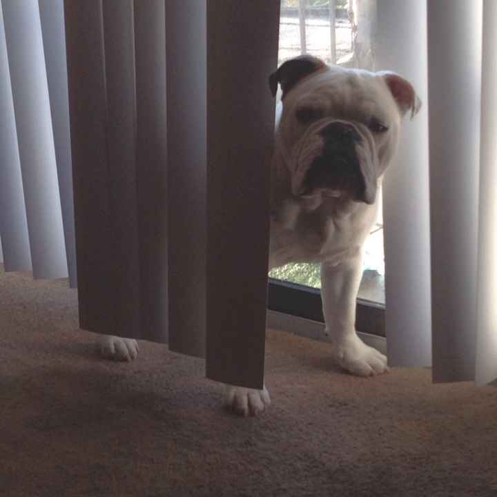 your fur babies baby pics- share'em if you got'em