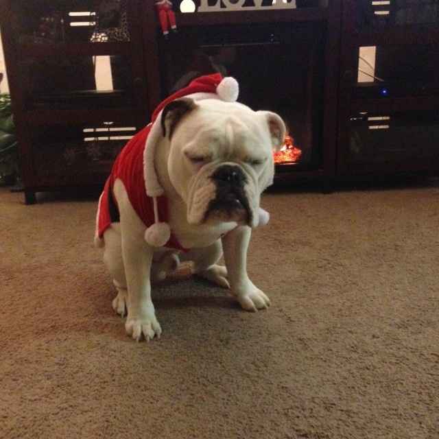 Today is a little slow, so... PETS! :)