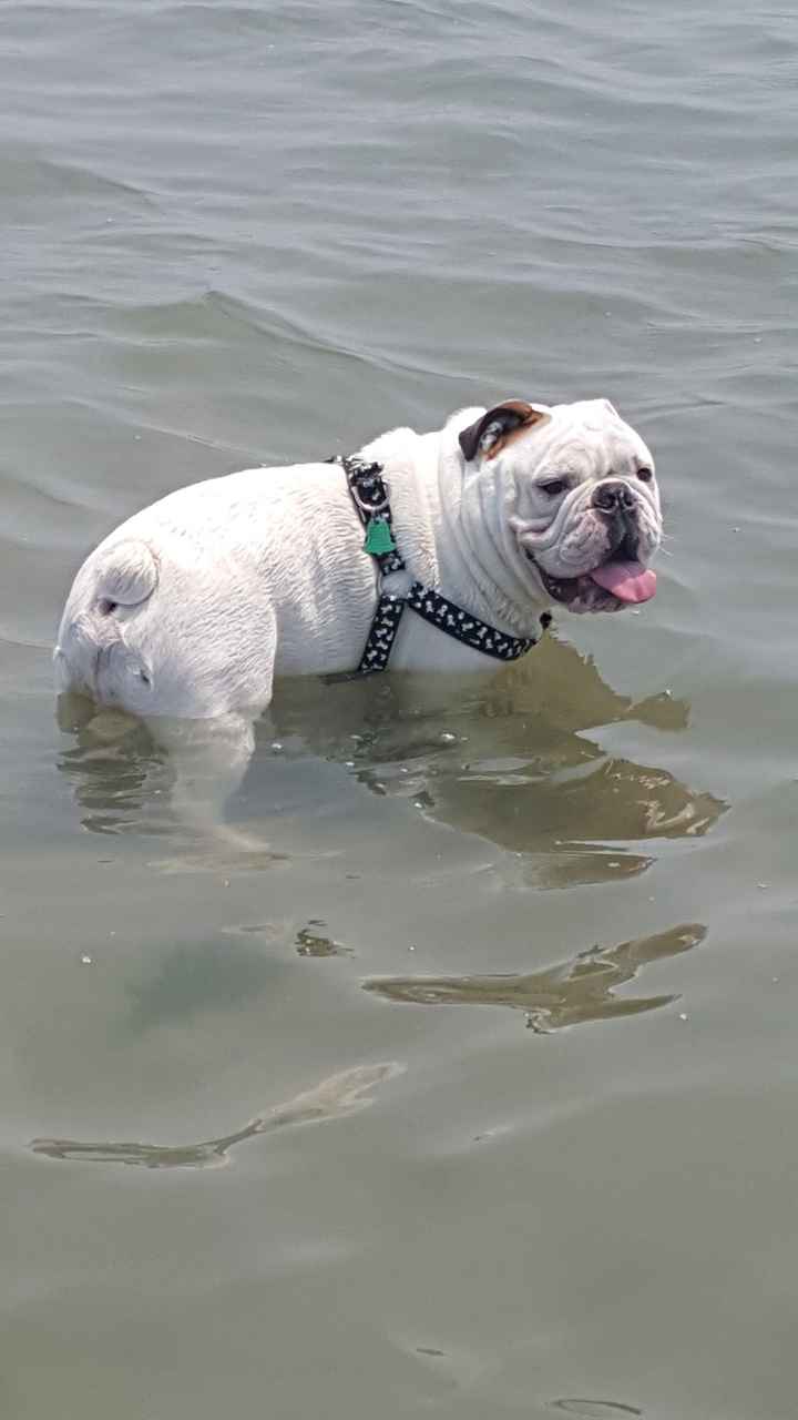 NWR Wait.....This looks familiar... (furbaby!)