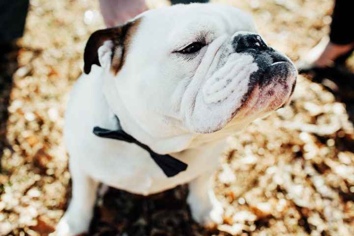 Engagement Pics with Pups!