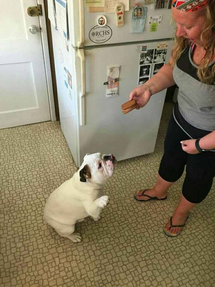 NWR: National Dog Day!