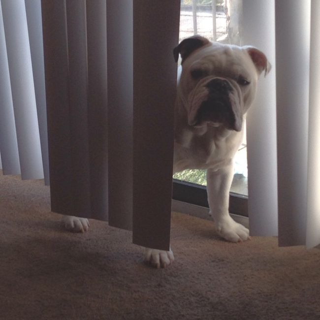 your fur babies baby pics- share'em if you got'em