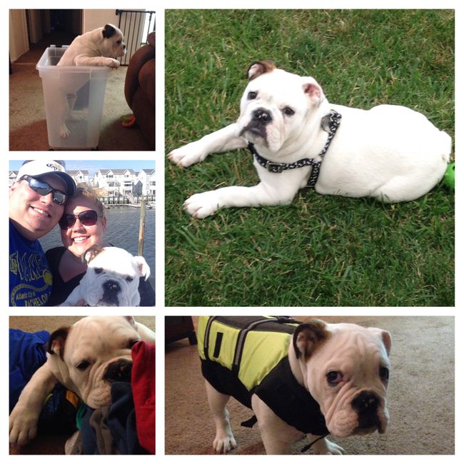NWR: Pics of your pets :)