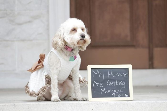 Fur babies with engagement/wedding photos