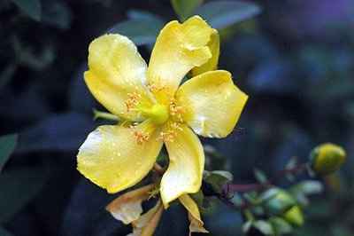 what kinda flowers do you think these are?