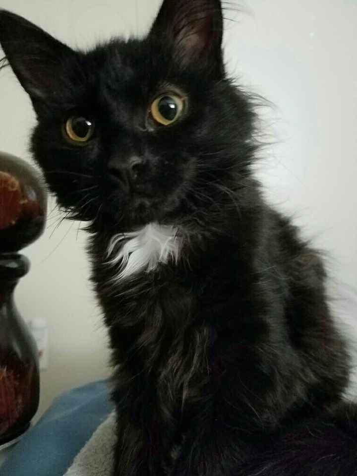 New Addition to our Family