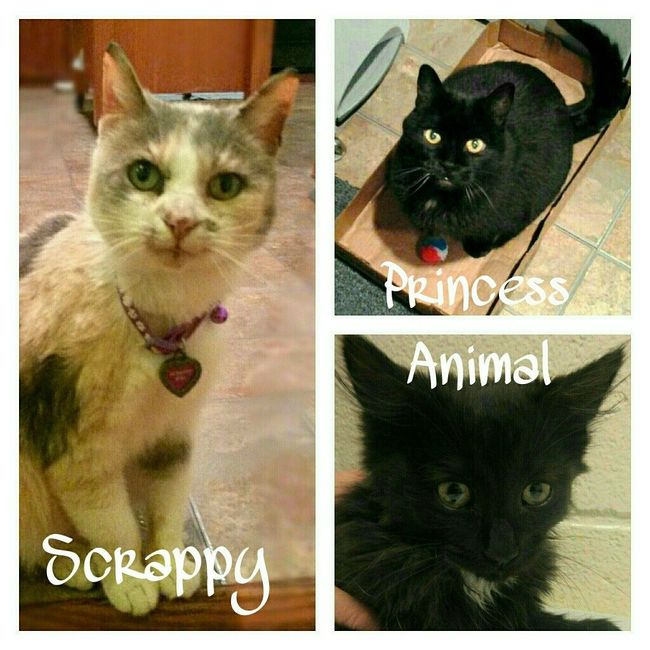 Fur Babies! :)