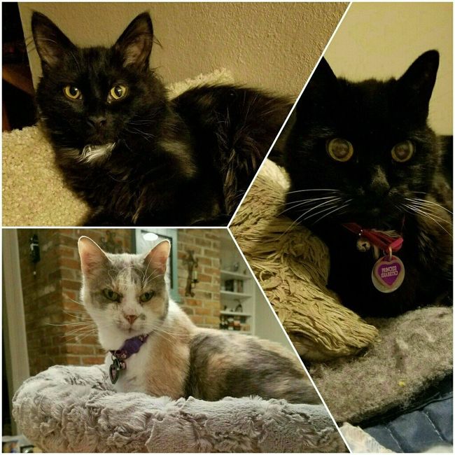 NWR: Furry Children