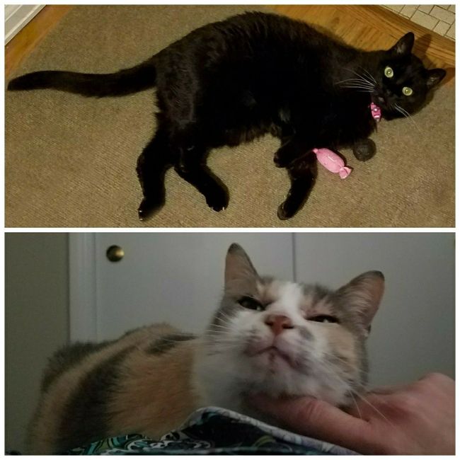 Furbabies?(non wedding post)
