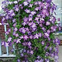 Do you have a must have flower?