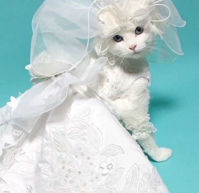 Postponing the wedding