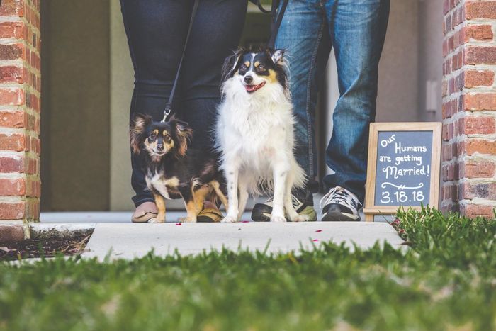 Fur Kids