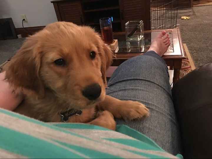 Show me your fur babies!