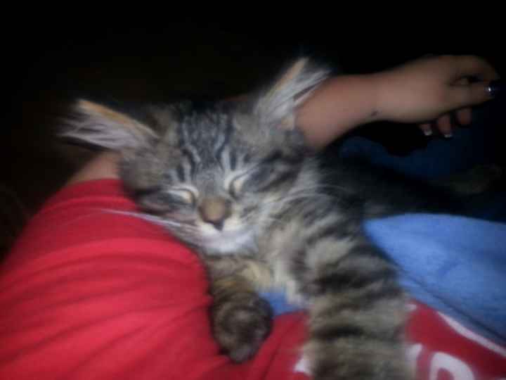 Shameless new kitten post: Meet Mischka!