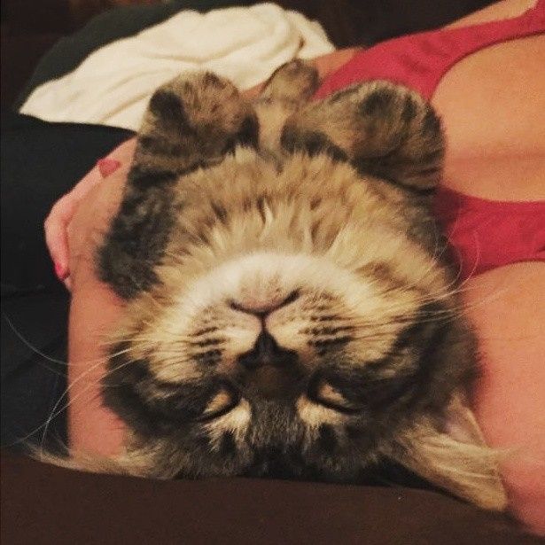 Shameless new kitten post: Meet Mischka!