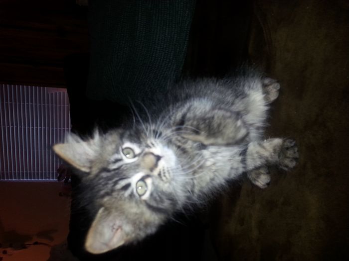Shameless new kitten post: Meet Mischka!