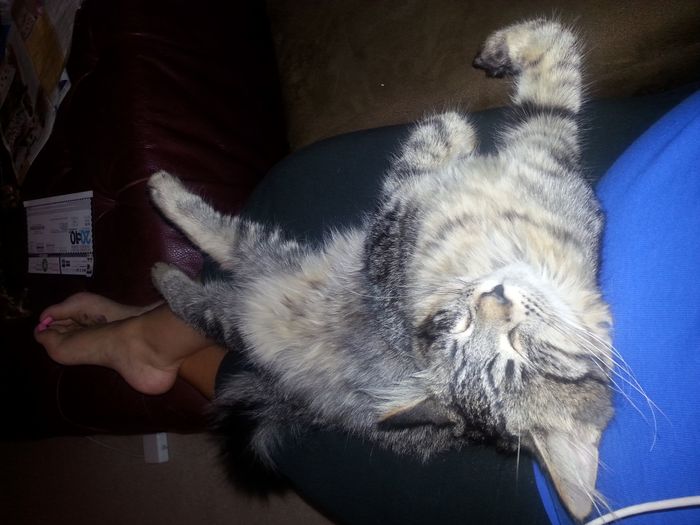 Shameless new kitten post: Meet Mischka!