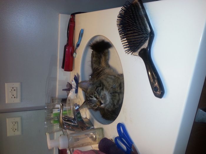 Shameless new kitten post: Meet Mischka!
